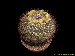 Mammillaria lindsay 841